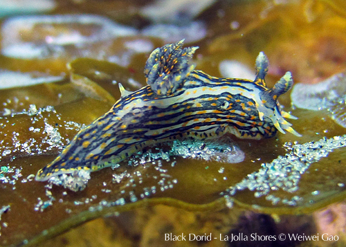 A black dorid at La Jolla Shores