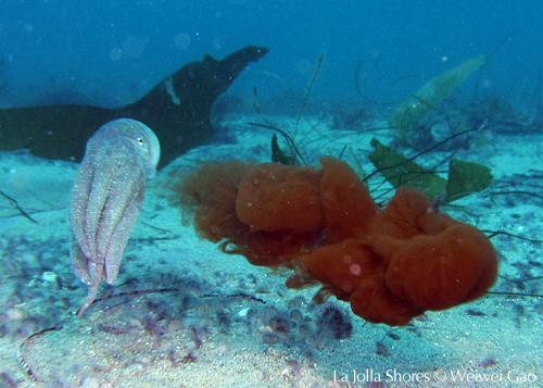 A red octopus inked me!