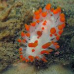 A Cockerell's Dorid at Mission Bay