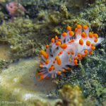 A Cockerell's Dorid at Mission Bay