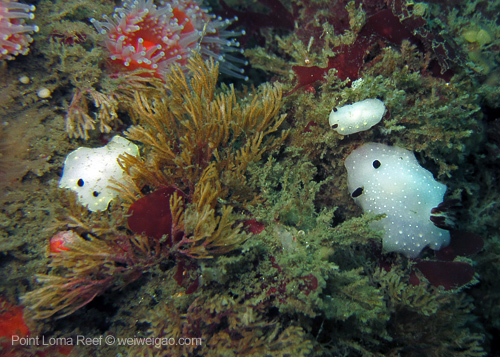 IMG_7520-processed-cover