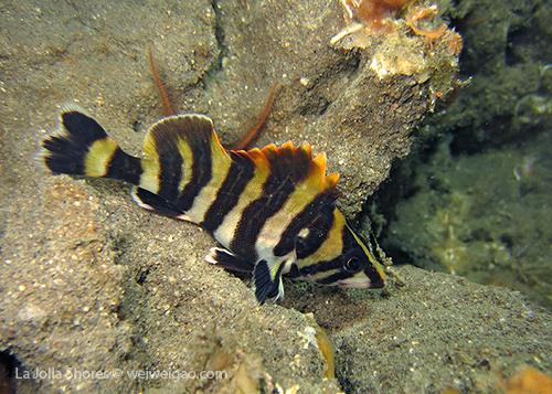 A treefish at North Wall