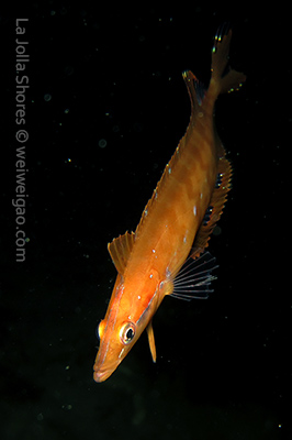 A giant kelpfish emerged from the darkness.