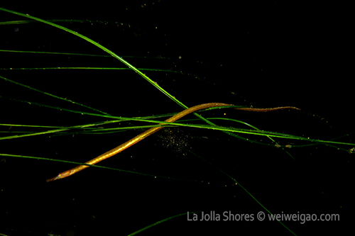 A bay pipefish wrapped around grass.
