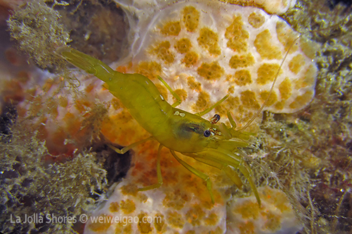 A shrimp on the pipe.