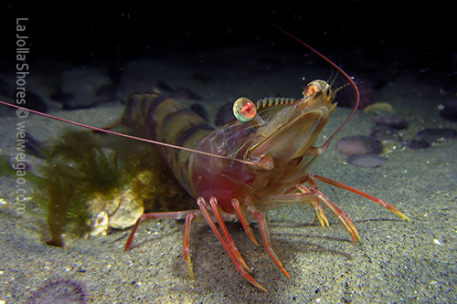 Portrait of a brown shrimp.