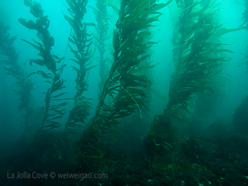The giant kelp at the cove.