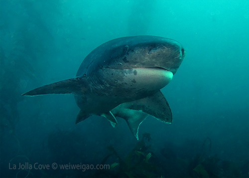 Portrait of a sevengill shark