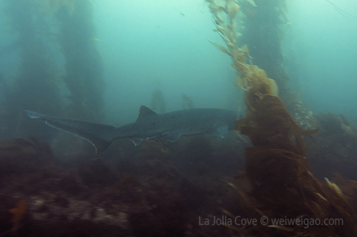 One sevengill shark swam by fast from behind of me