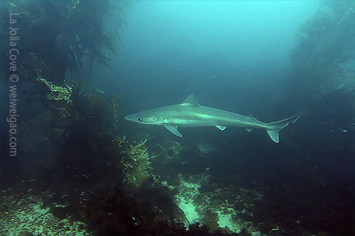 A taupe shark got close to me.