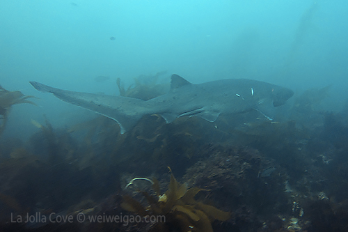 A sevengill shark swimming by.