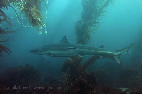 A taupe shark swimming by at the cove