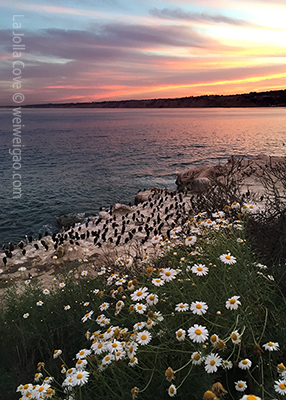 Another view of the cove sunrise