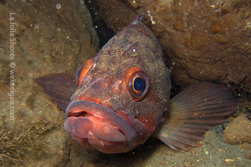 California brown rockfish