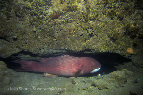 Sheephead in its crevice