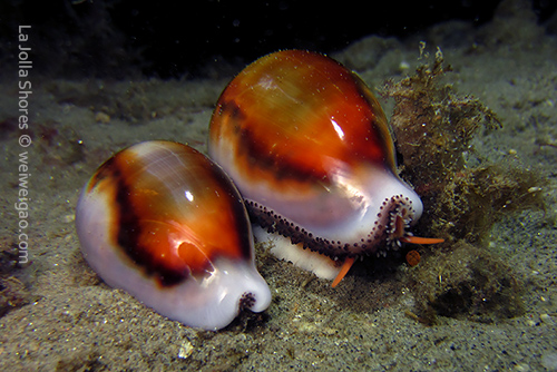 A pair of chestnut cowrie