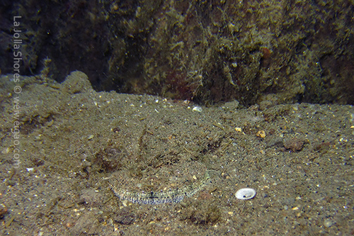 A scallop near the V point