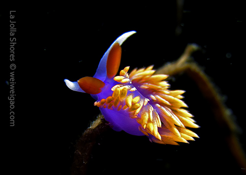 A Spanish shawl (Flabellina iodinea)