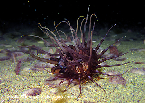 A purple tube-dwelling sea anemone hunting on krill