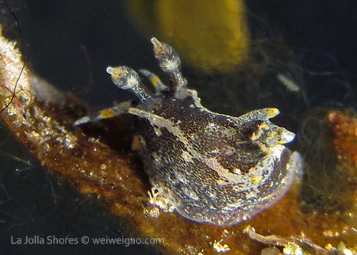 Hedgpeth's Dorid (Polycera hedgpethi)
