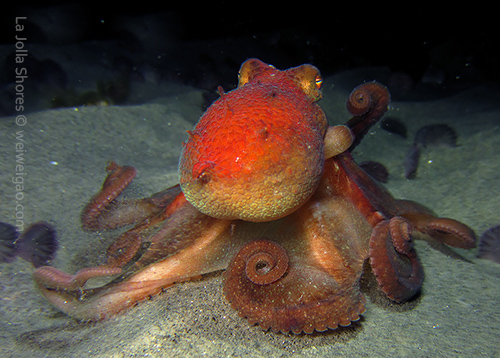 A red octopus on the sandy flat