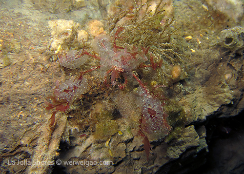 A decorator crab covered with algae.