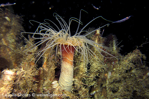 A tube-dwelling sea anemone hunting on krill.