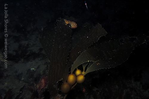 A mantis shrimp (Pseudosquillopsis marmorata) riding the kelp.