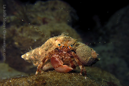 A hermit crab near the Vallecito's Point.