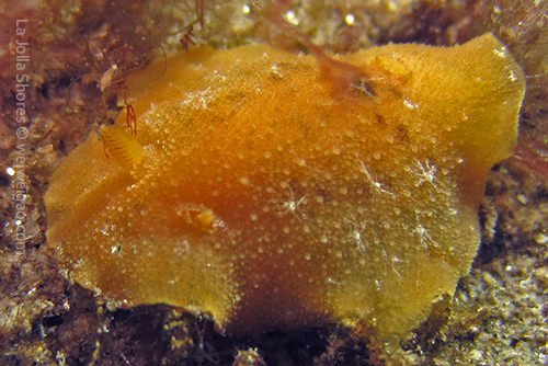 A white spotted porostome with baby crabs on the back.