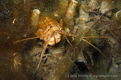 A mantis shrimp (Pseudosquillopsis marmorata).