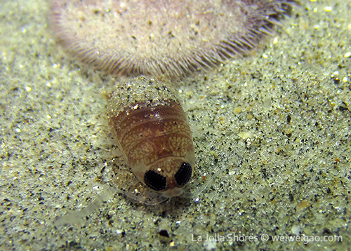 An unidentified creature.