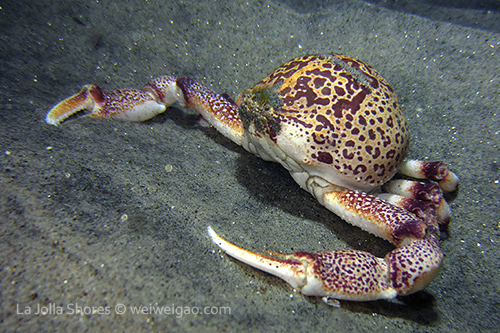 A purple globe crab.