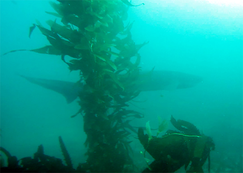 My only encounter of a sevengill shark.