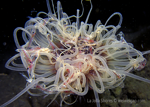 A sea anemone was fully loaded with krill