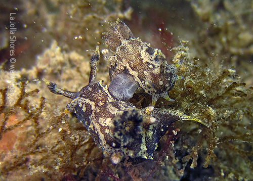 A mating pair of Hedgpeth's Dorid (Polycera hedgpethi)
