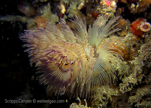A type of Christmas tree worm