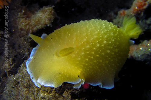 A Doriopsilla spaldingi at Scripps Canyon