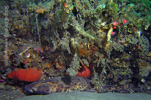 A swell shark tucked inside crevices along the canyon wall.