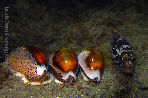 Chestnut cowrie lined up with a rock fish
