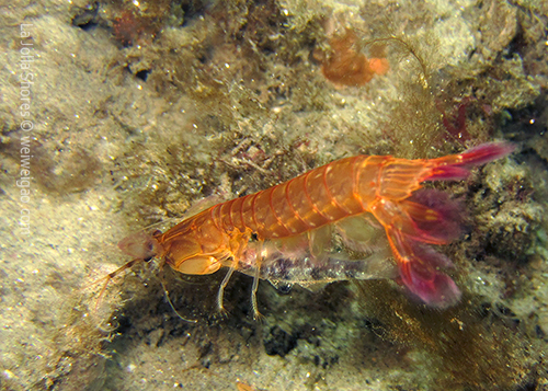A mantis shrimp with a captured goby