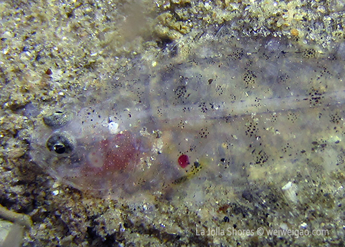 The larva of a tongue fish (?)