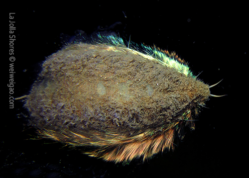 A sea mouse at the shores