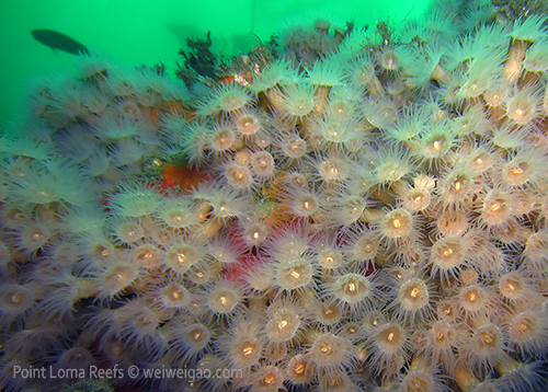 A patch of amazing Zoanthid anemones