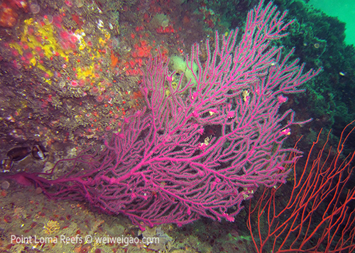 A bright purple gorgonia on the wall