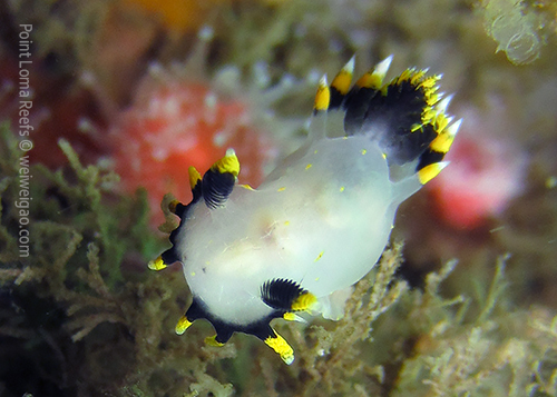A three colored Polycera (Polycera tricolor)