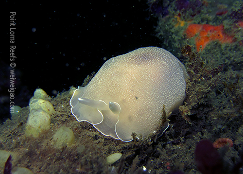 A large Berthella californica