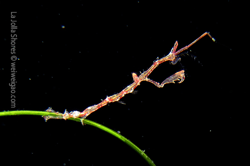 A skeleton shrimp at the crap patch