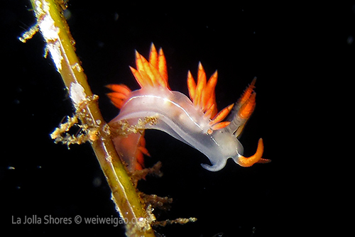 a three lined Aeolid (Flabellina trilineata)