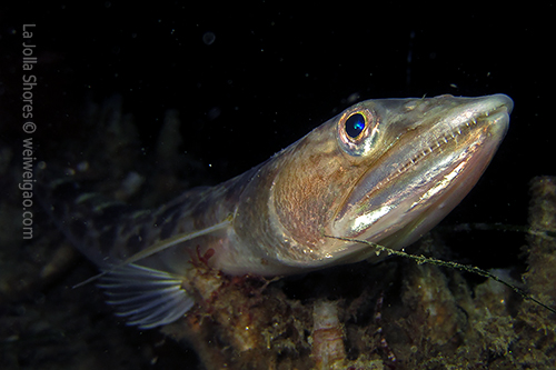 A lizardfish with a perfect posture for pictures
